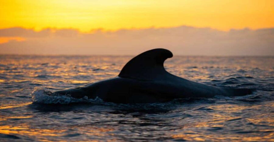 Los Cristianos: Sunset Tour Ecoyacht Whale Watching - Good To Know