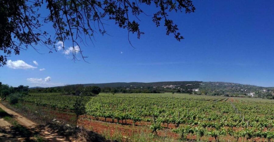 Loulé: Quinta Da Tôr Winery Guided Tour & Wine Tasting