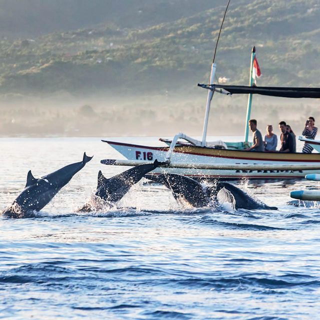 Lovina Beach: Sunrise Dolphin Watching & Snorkling Boat Tour - Good To Know