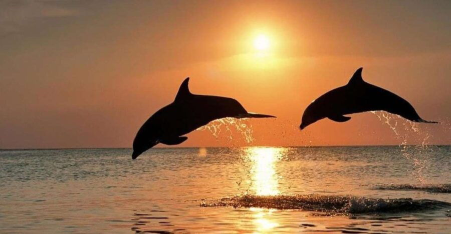 Lovina Dolphin and Snorkeling at Coral Reefs Tickets - Good To Know