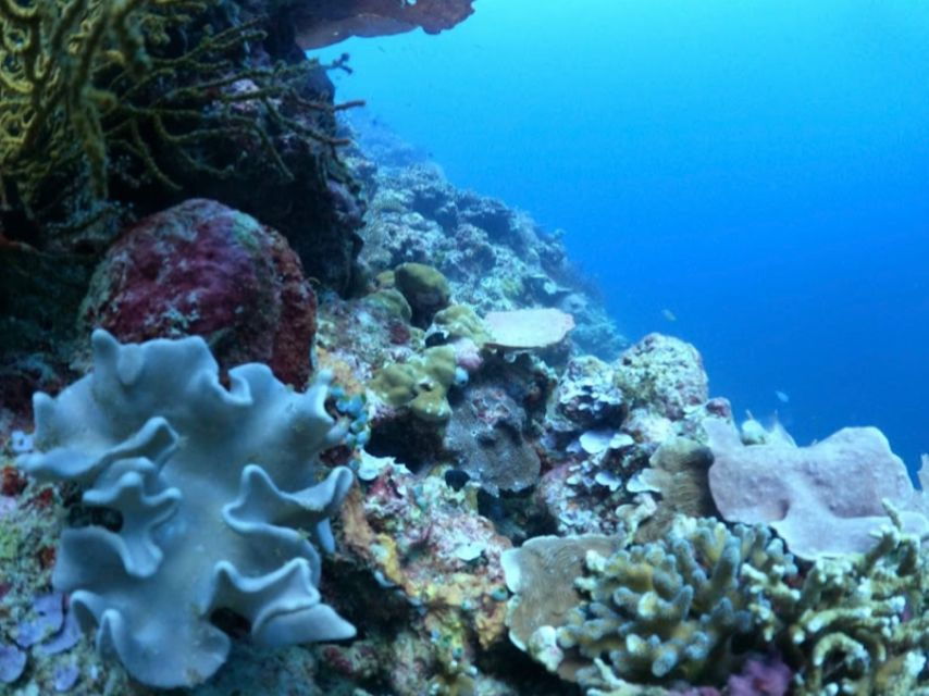 Lovina: Sunrise or Daytime Dolphin Watching and Swim Tour - Good To Know