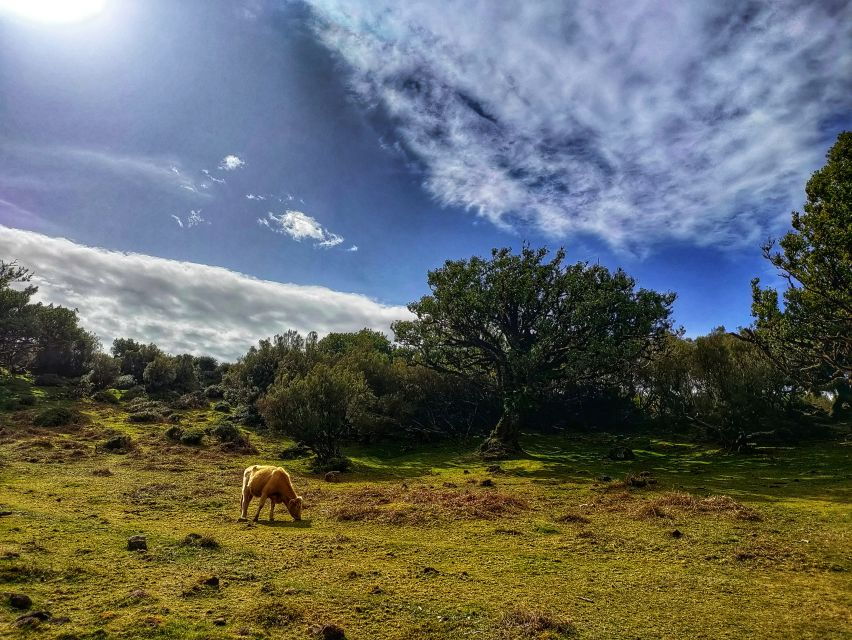 Madeira: Western Madeira Guided Trip & Fanal Mystic Forest - Good To Know