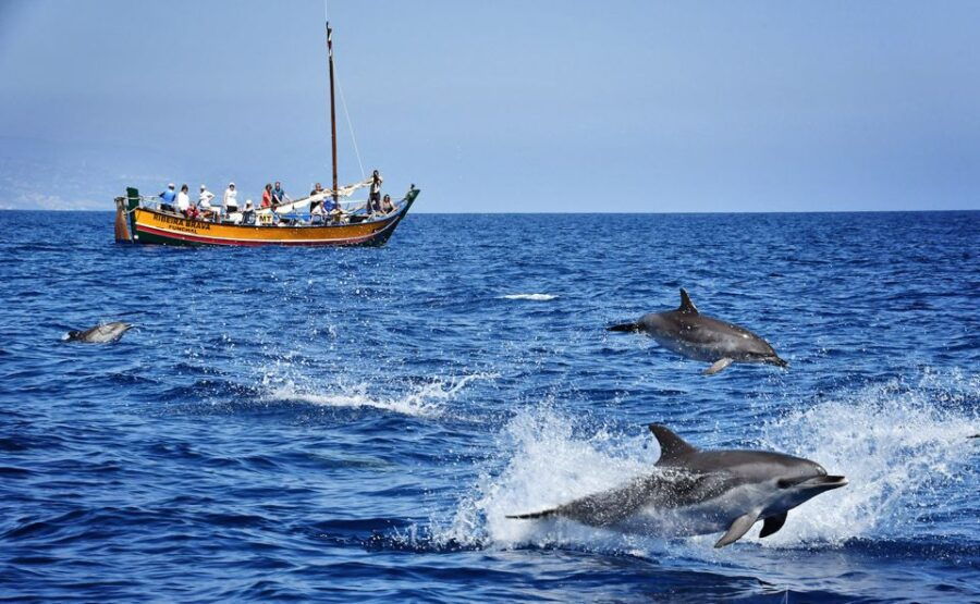 Madeira: Whale Watching Excursion in a Traditional Vessel - Good To Know