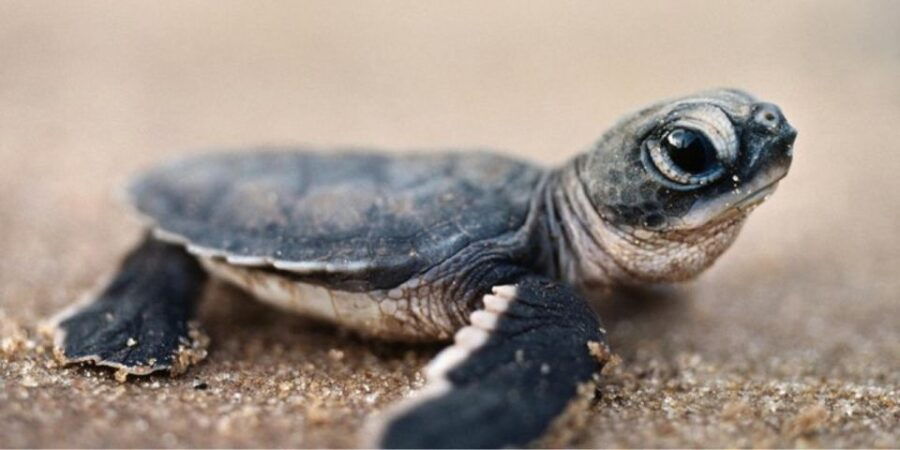 Madu River Safari and Turtle Farm Tour From Colombo