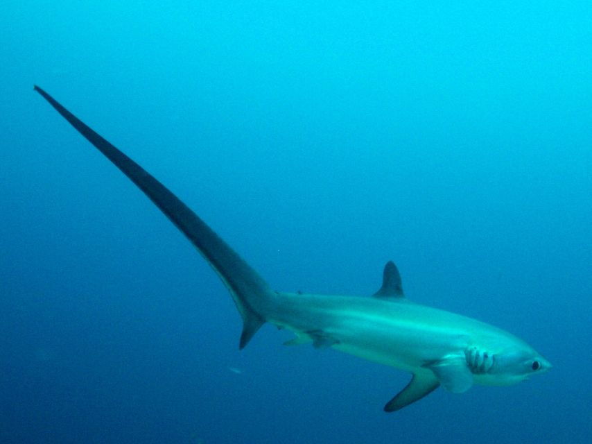 Malapascua: Advance Divers Shark Dive & Optional Transfer