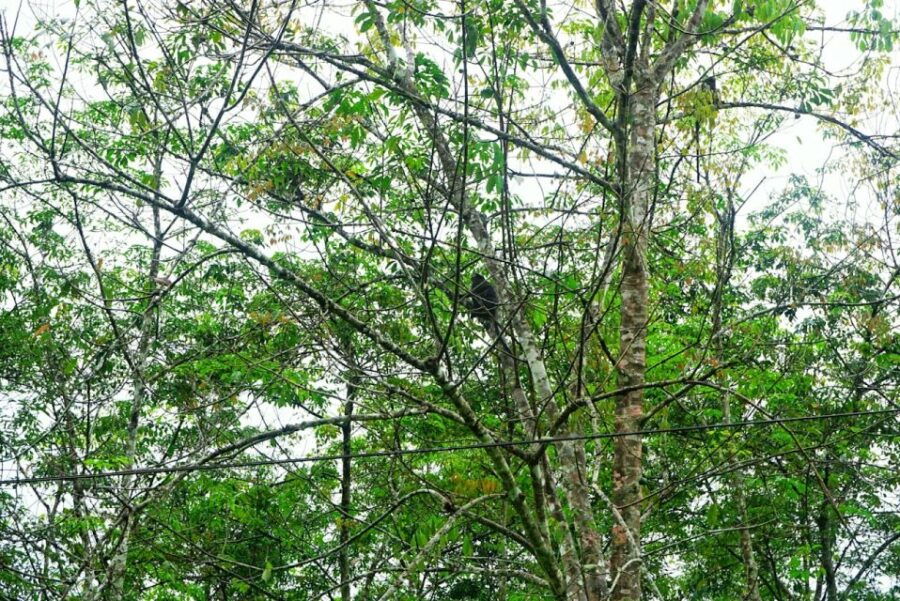 Malaysia: Gunung Panti Forest Reserve Guided Nature Tour