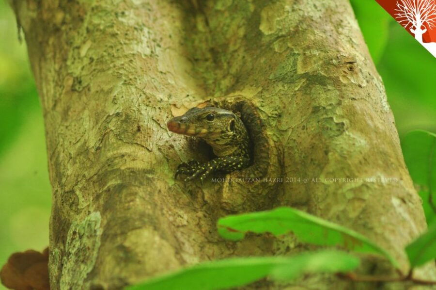 Mangrove Safari Along Kilim River: 4-Hour Kayaking Tour - Good To Know