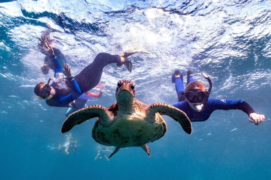 Marine Eco Safari - Swim With Manta Rays - Good To Know