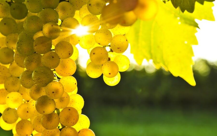 Marlborough Half-Day Wine Tour From Blenheim