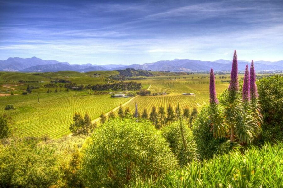 Marlborough Wine, Gourmet and Scenic Tour From Blenheim