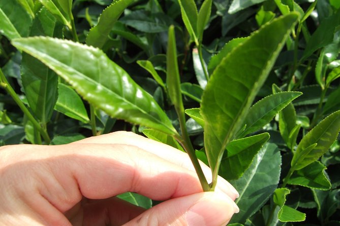 Matcha Green Tea Plantation and Matcha Factory Visit