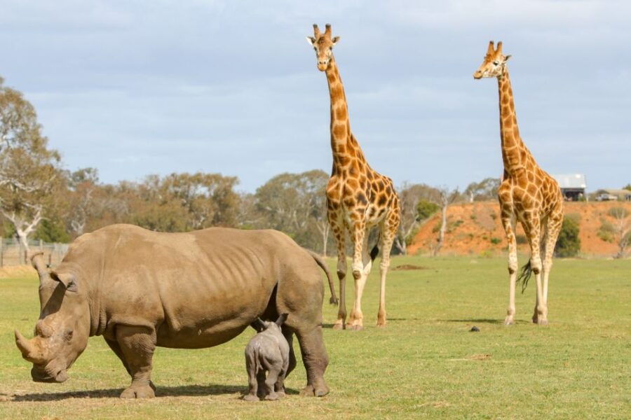 Melbourne: Werribee Open Range Zoo Admission Ticket - Good To Know