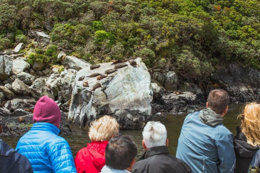 Milford Sound: Waterfalls, Wildlife, and Rainforest Cruise