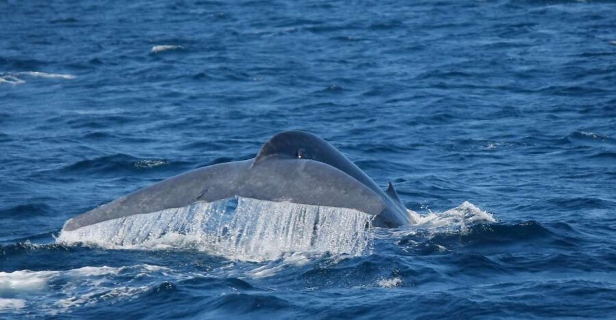Mirissa: Morning Whale Watching Tour - Good To Know