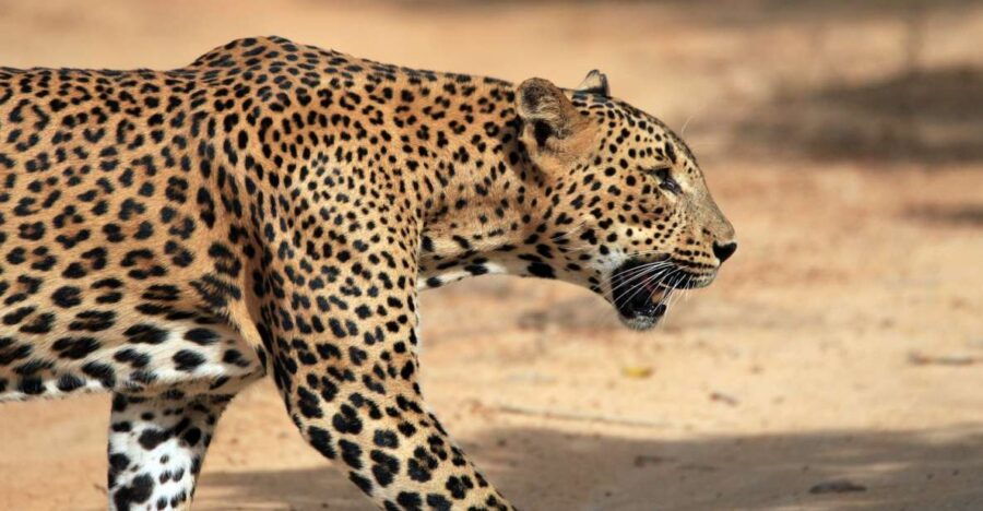 Mirissa, Weligama, or Galle: Transfer to Ella & Yala Safari - Good To Know