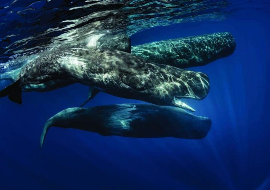 Mirissa: Whale Watching Tour - Good To Know