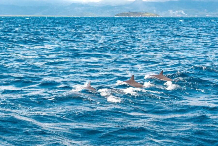 Moalboal Day Tour: Dolphin Chasing and Snorkeling Adventure