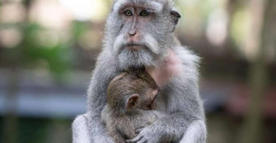 Monkey Forest, Swing, Rice Terrace & Water Temple Tour - Good To Know