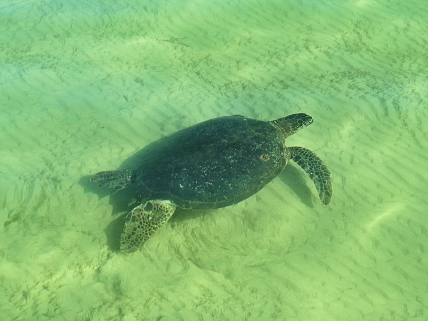 Moreton Bay: Snorkel and Swimming Tour - Good To Know