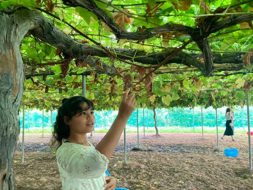 Mt. Fuji, Panoramic Ropeway & Seasonal Fruits Picking
