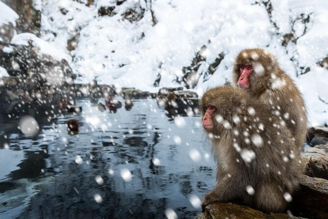 Nagano Guided Ski Trip, With Snow Monkeys Visit