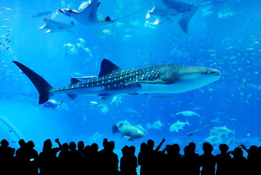 Naha: 北部沖縄観光ツアー＆美ら海水族館 - Good To Know