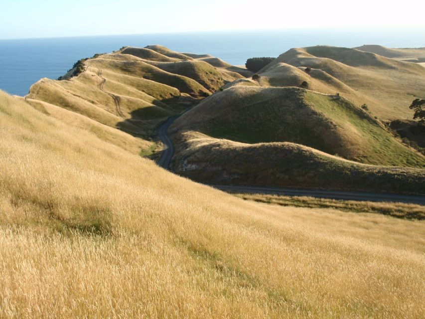 Napier: Cape Kidnappers Gannet, Nature & Sightseeing Tour - Good To Know