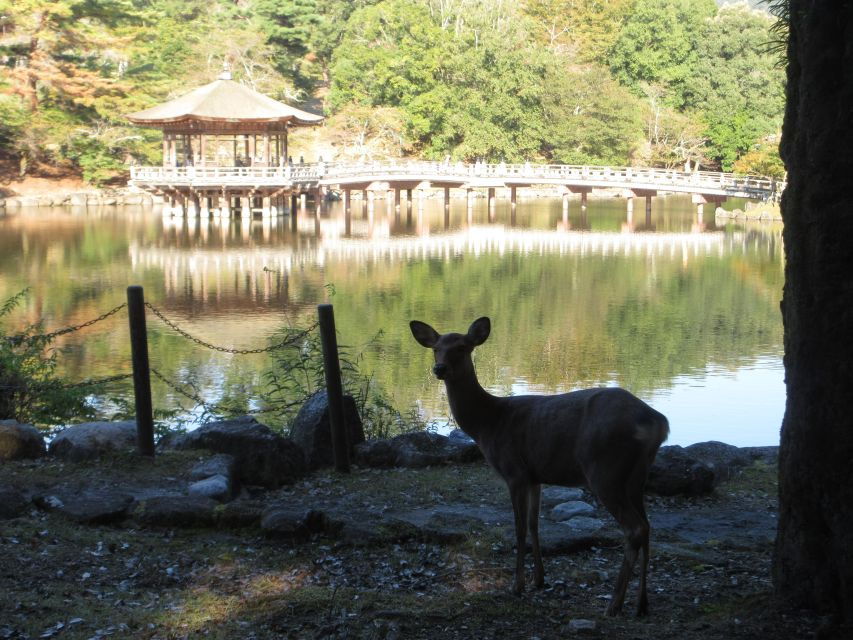 Nara: Giant Buddha, Free Deer in the Park (Italian Guide) - Good To Know