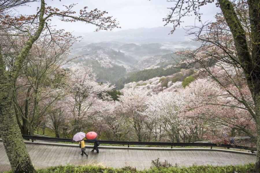 Nara Like a Local: Customized Guided Tour - Good To Know
