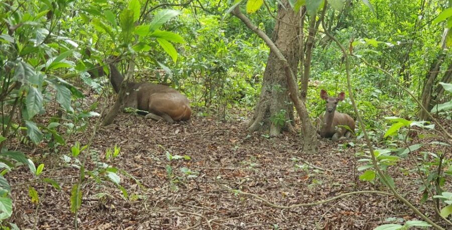Nature Jungle Safari in Chitwan National Park 2 Night 3 Days - Good To Know