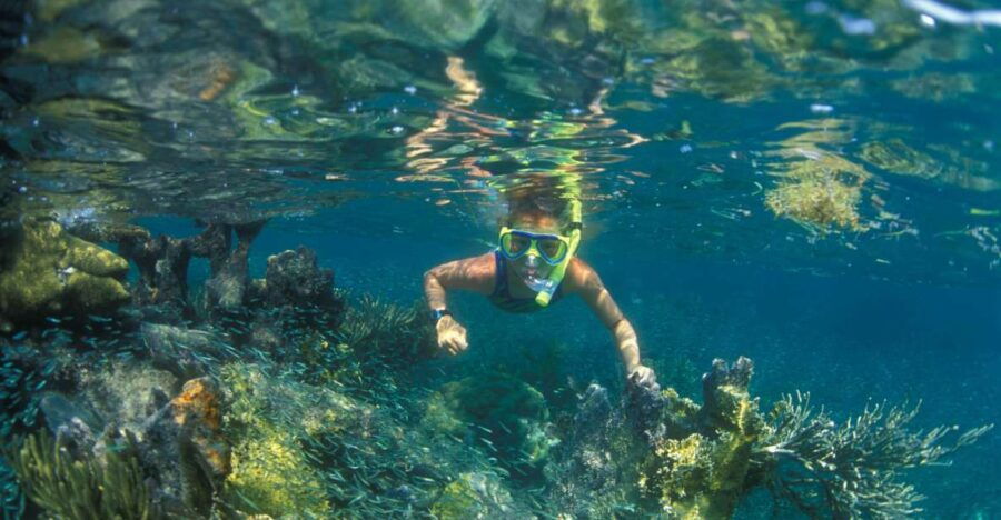 Nha Trang: Snorkeling Tour at Coral Reef - Good To Know