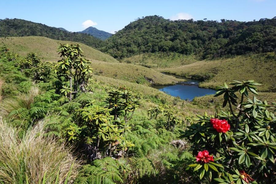 Nuawara Eliya: Horton Plains and Tea All-Inclusive Tour - Good To Know