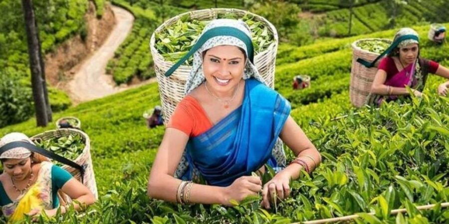 Nuwara Eliya: Explore Countryside by Tuk-Tuk! - Good To Know