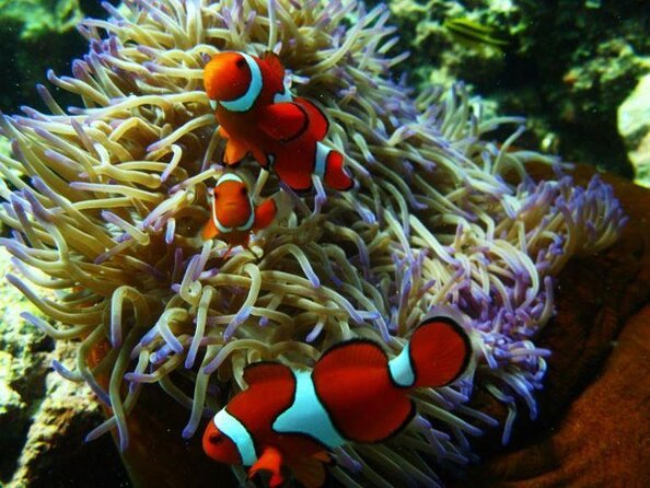 Ocean Freedom Great Barrier Reef Personal Luxury Snorkel & Dive Cruise, Cairns