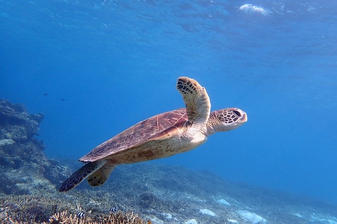 [Okinawa Miyako] Swim in the Shining Sea! Sea Turtle Snorkeling