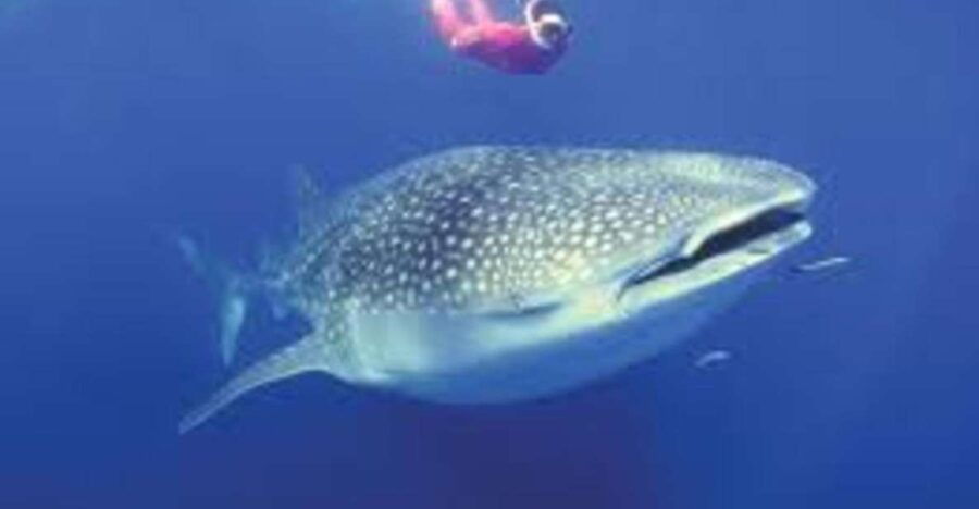 Oslob: Whale Shark Swimming, Tumalog Falls, Sumilon Sandbar