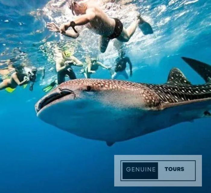 Oslob: Whaleshark & Canyoneering