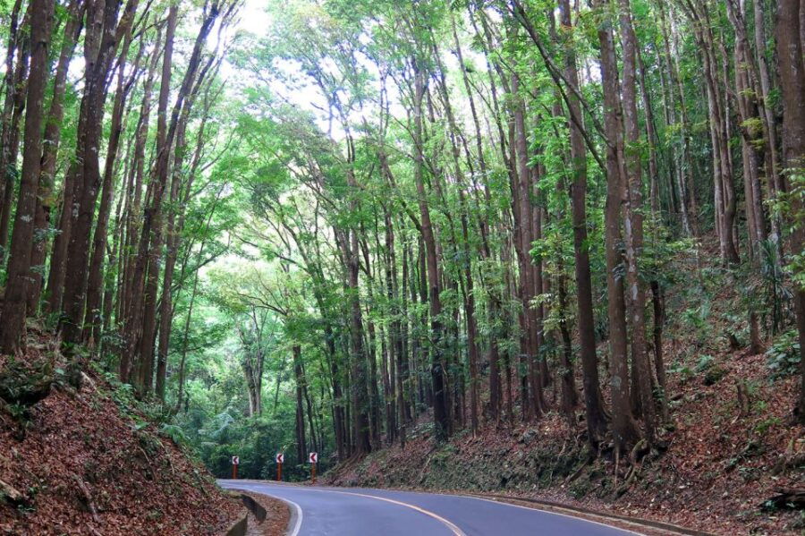 Panglao: Dao, Forests, and Tarsier Sanctuary Tour With Lunch - Good To Know