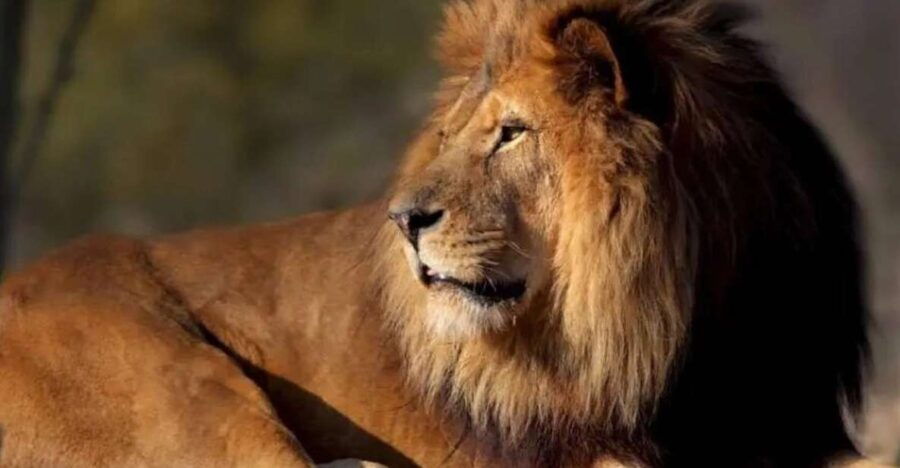 Paris: Paris Zoological Park Entrance Ticket - Good To Know