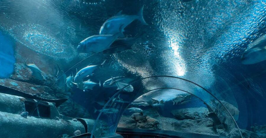 Pattaya: Underwater World Pattaya Aquarium Admission Ticket
