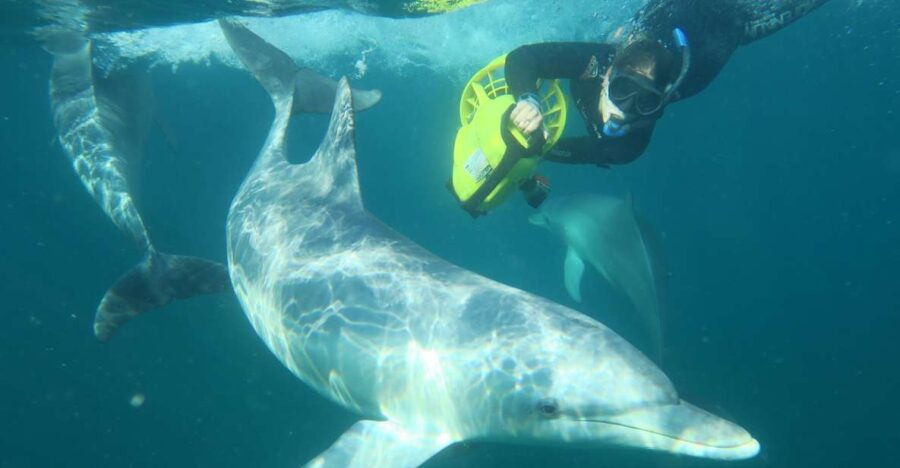 Perth: Swim With Wild Dolphins Tour - Good To Know