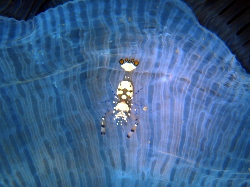 Phu Quoc: Scuba Diving Experience for All Levels - Good To Know