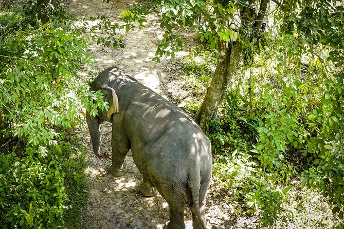 Phuket Elephant Sanctuary Canopy Walkway Tour