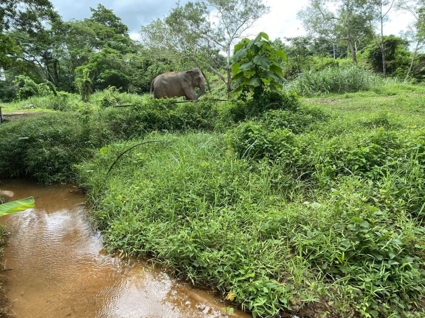Phuket: Elephant Sanctuary Small Group Tour - Good To Know
