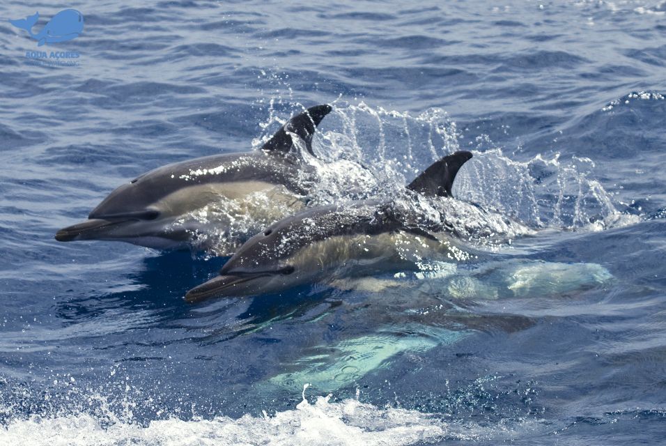 Pico Island: Azores Whale & Dolphin Watching on Zodiac Boat - Good To Know