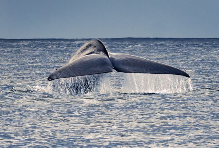 Pico Island: Whale Watching Boat Tour With Biologist Guides