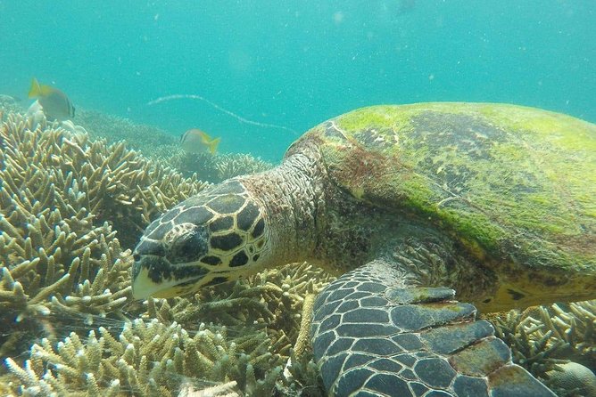 Pigeon Island Snorkeling Trip