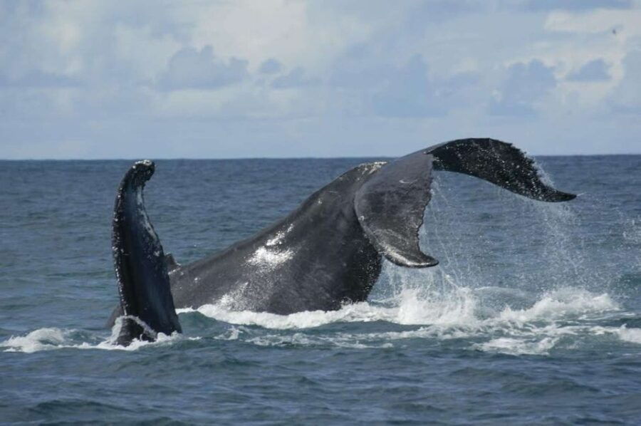Ponta Delgada: Whales and Volcanoes Tour With Lunch - Good To Know