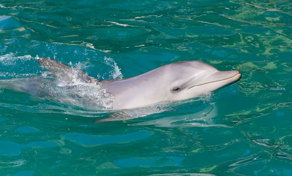 Port Stephens: Dolphin Watch Cruise With Swimming & Slides - Good To Know