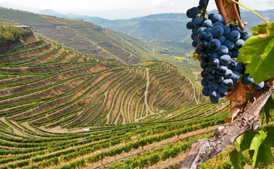 Porto: Douro Valley Trip With Lunch, Winery, and Boat Tour - Good To Know
